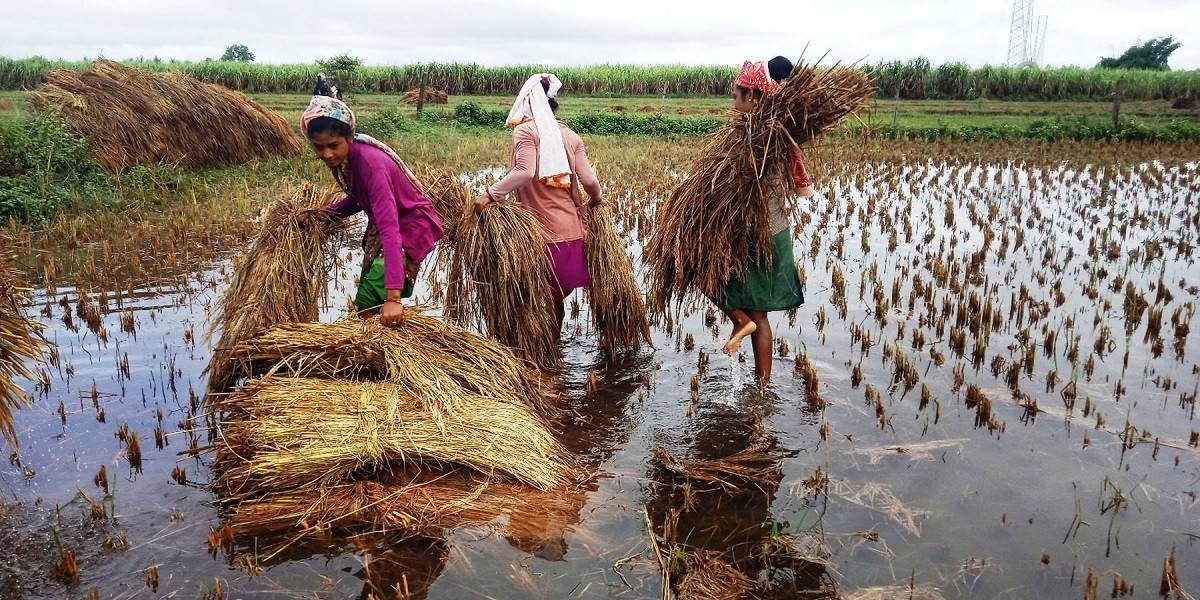 बेमौसमी वर्षाले कोशी प्रदेशमा दुई अर्बभन्दा बढीको धानबाली नष्ट